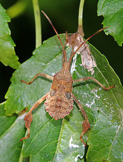 Leaf-footed Bug Nymph - Acanthocephala terminalis Habitat: forest edge Acanthocephala,Acanthocephala terminalis,Coreidae,Geotagged,Summer,United States,bug,leaf-footed bug,nymph