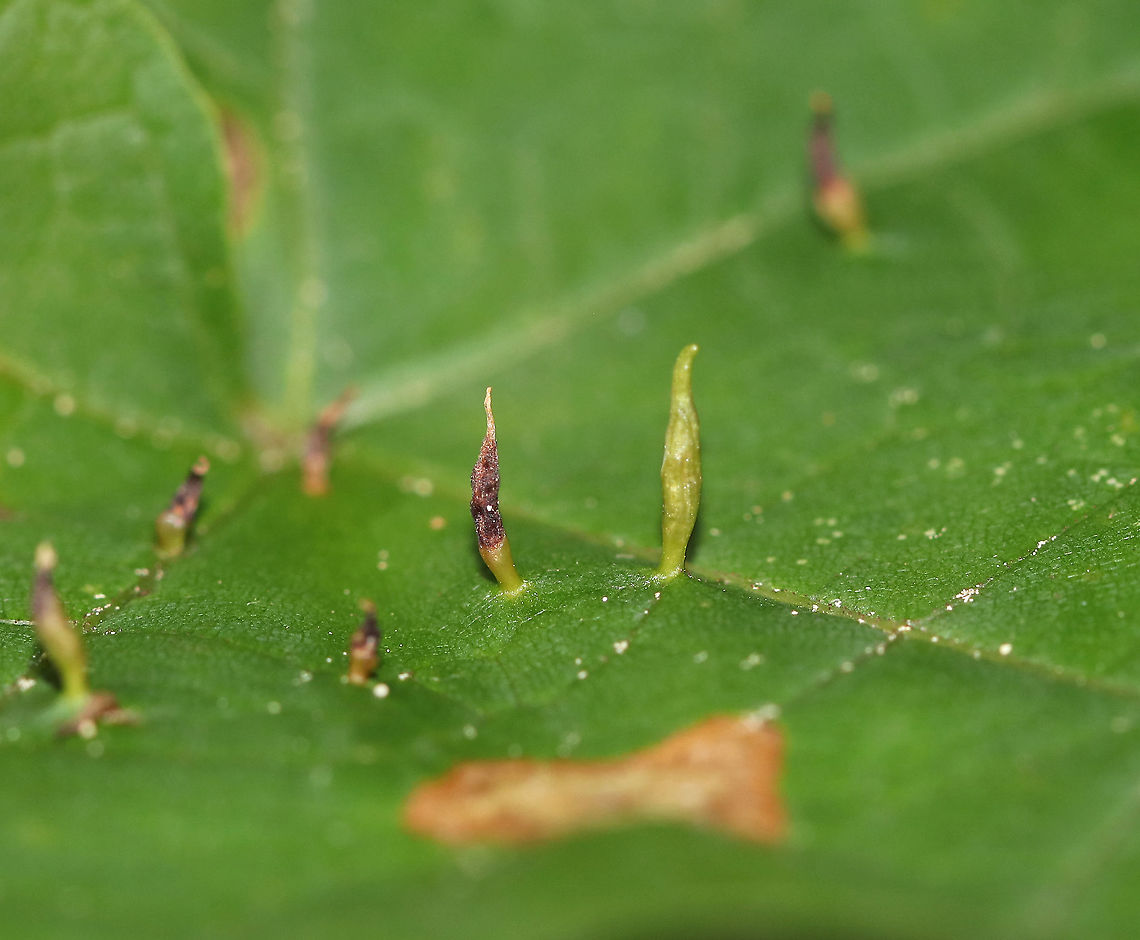 Maple Spindlegall Mite - Vasates aceriscrumena These galls were long and thin and were made on the upper surface of the leaf.<br />
<br />
Habitat: Maple (Acer sp.) leaves in a deciduous forest Geotagged,Maple Spindlegall Mite,Summer,United States,Vasates,Vasates aceriscrumena,finger gall,fingerlike gall,gall,mite