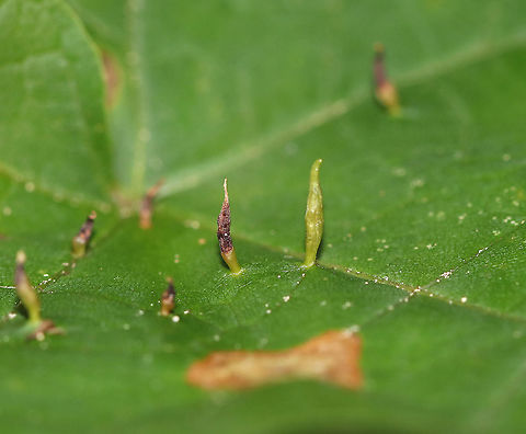 Maple Spindlegall Mite - Vasates aceriscrumena These galls were long and thin and were made on the upper surface of the leaf.

Habitat: Maple (Acer sp.) leaves in a deciduous forest Geotagged,Maple Spindlegall Mite,Summer,United States,Vasates,Vasates aceriscrumena,finger gall,fingerlike gall,gall,mite