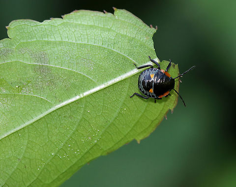 Green Stink Bug Nymph - Chinavia hilaris Adults and nymphs have stink glands on the underside of their thorax, which discharge large amounts of foul-smelling liquid when disturbed.

Habitat: On vegetation in a meadow Chinavia hilaris,Geotagged,Green stink bug,Summer,United States,bug,pentatomidae,stink bug