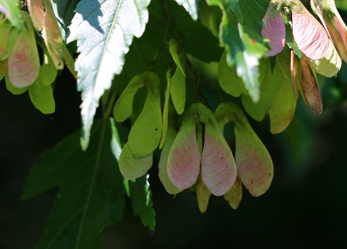 Amur Maple - Acer ginnala Amur maple is a smallish species of maple that is grown as an ornamental and is naturalized in parts of North America.<br />
<br />
Habitat: Forest edge Acer,Acer ginnala,Amur maple,Geotagged,Summer,United States,maple