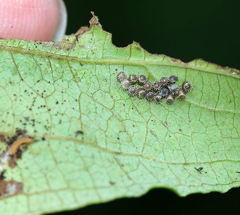 Spined Soldier Bug Eggs - Podisus sp. These eggs were barrel-shaped, ~1 mm ea., and had a ring of spines around the lid. I think they might be P. maculiventris eggs, but am not sure. 

Habitat: I found these eggs in a rolled-up leaf along with a larva, seen here:
https://www.jungledragon.com/image/86823/rolled-up_leaf.html
https://www.jungledragon.com/image/86824/unidentified_larva.html Geotagged,Summer,United States,bug eggs,eggs,insect eggs,pentatomidae,soldier bug eggs,spined soldier bug eggs
