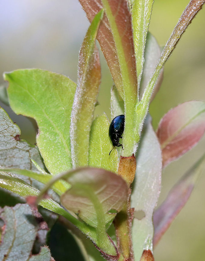 Willow Leaf Beetle - Plagiodera versicolora TL: ~4 mm. Shiny, blue-green beetle with punctations on the elytra. The antennae are black with reddish basal antennomeres. Legs are black with reddish tarsi. Tarsomere 3 is heart-shaped.<br />
<br />
Habitat: Meadow Geotagged,Imported Willow Leaf Beetle,Plagiodera,Plagiodera versicolora,Summer,United States,Willow Leaf Beetle,beetle