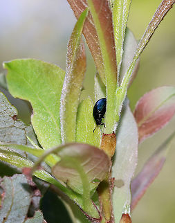 Willow Leaf Beetle - Plagiodera versicolora TL: ~4 mm. Shiny, blue-green beetle with punctations on the elytra. The antennae are black with reddish basal antennomeres. Legs are black with reddish tarsi. Tarsomere 3 is heart-shaped.

Habitat: Meadow Geotagged,Imported Willow Leaf Beetle,Plagiodera,Plagiodera versicolora,Summer,United States,Willow Leaf Beetle,beetle