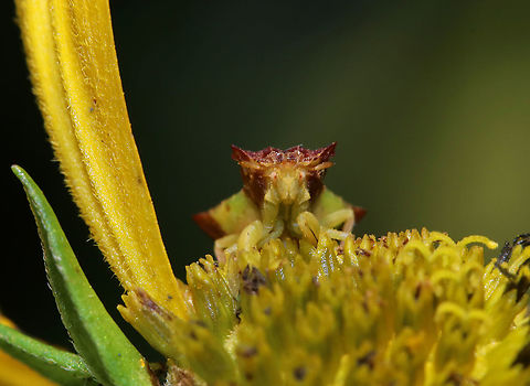 Jagged Ambush Bug - Phymata fasciata Habitat: Meadow Geotagged,Phymata,Phymata Fasciata,Phymata fasciata,Summer,United States,ambush bug,bug,jagged ambush bug