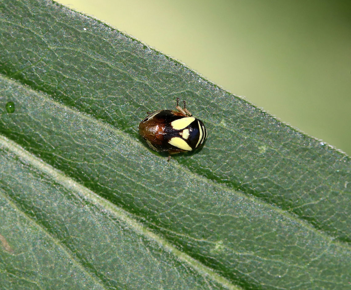 Dogwood Spittlebug - Clastoptera proteus Adults are distinguished by their black and yellow pattern.<br />
<br />
Habitat: Meadow Clastoptera,Clastoptera proteus,Geotagged,Summer,United States,dogwood spittlebug,spittlebug