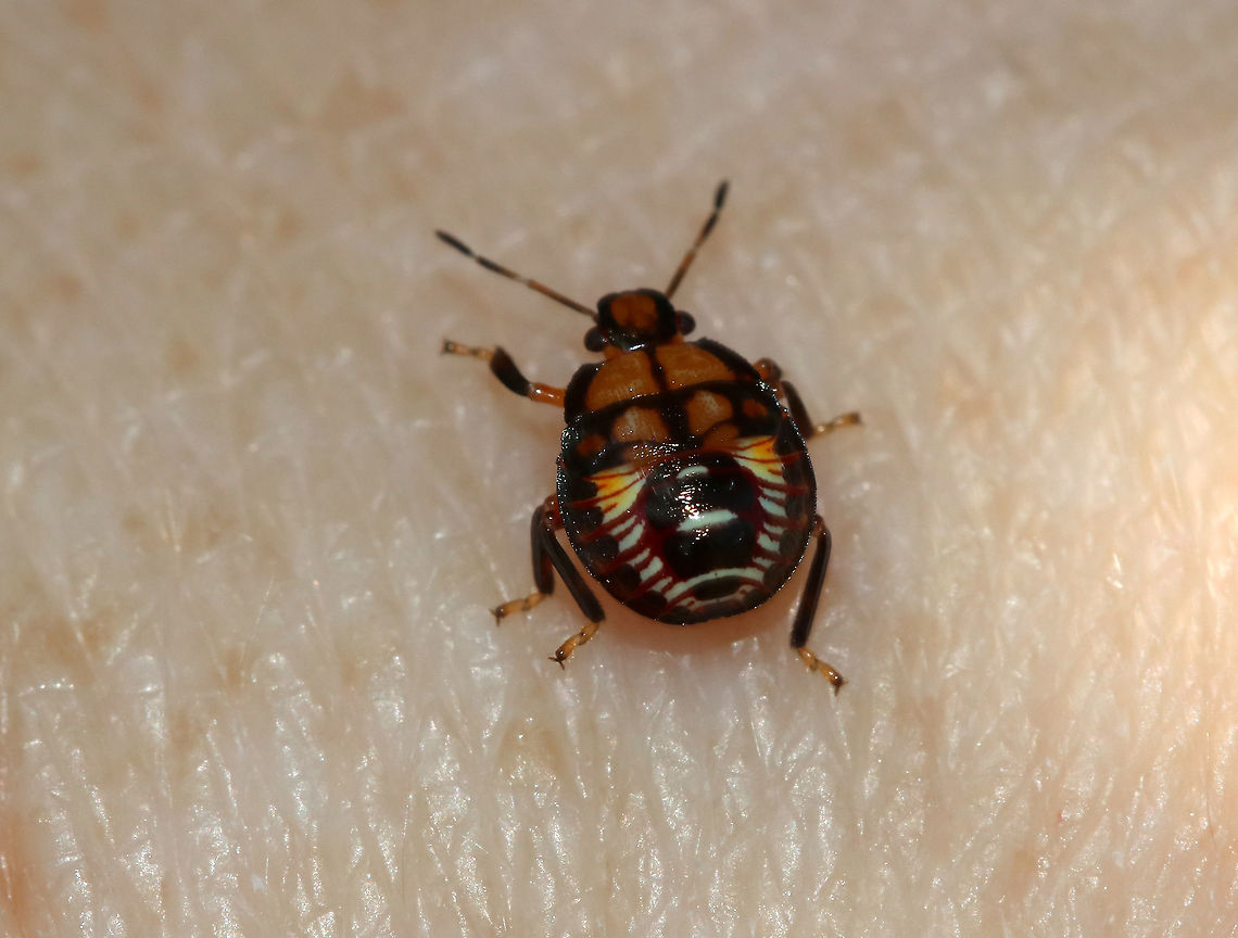 Spined Soldier Bug Nymph- Podisus maculiventris I was in luck - this nymph liked freckles and climbed right up on my arm.<br />
<br />
Habitat: Meadow Geotagged,Podisus,Podisus maculiventris,Spined soldier bug,Summer,United States,bug,nymph,soldier bug