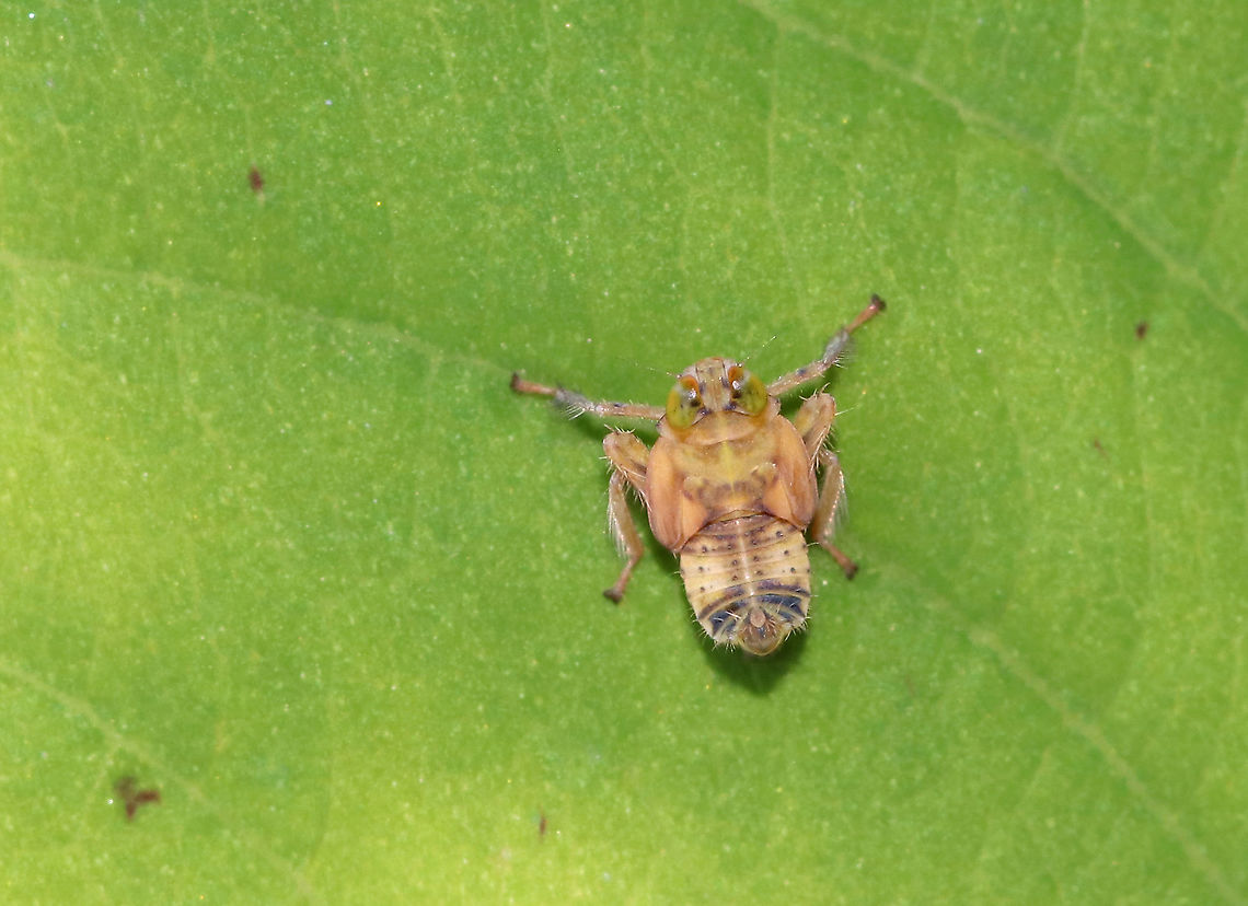 Planthopper Nymph - Jikradia olitoria A very variable species! <a href="https://bugguide.net/node/view/7348" rel="nofollow">https://bugguide.net/node/view/7348</a><br />
<br />
Habitat: Meadow Geotagged,Jikradia,Jikradia olitoria,Summer,United States,nymph,planthopper,planthopper nymph