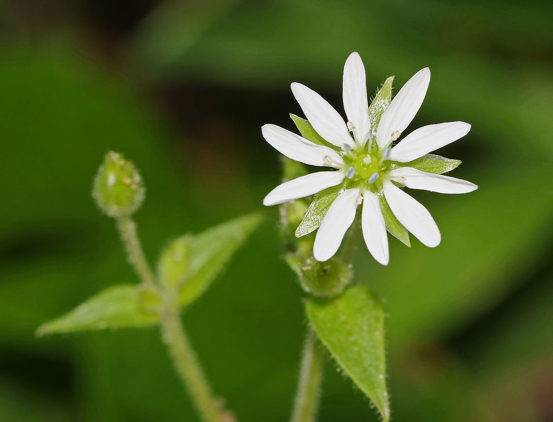 Common Chickweed - Stellaria media Chickweed has small, white flowers that are produced at the tops of stems and in angles between branches. Flowers have 5 two-lobed petals, which makes it appear to have 10 tiny petals. The leaves are oval with pointed tips and are slightly hairy.<br />
<br />
Habitat: Streamside<br />
<br />
Notes: Chickweed is not only a delicious edible, but it&#039;s also a medicinal plant. It contains saponins, which makes it soothing for the skin. It&rsquo;s used for making salves for rashes, bug bites, and itchy skin.<br />
 Common chickweed,Geotagged,Stellaria,Stellaria media,Summer,United States,chickweed