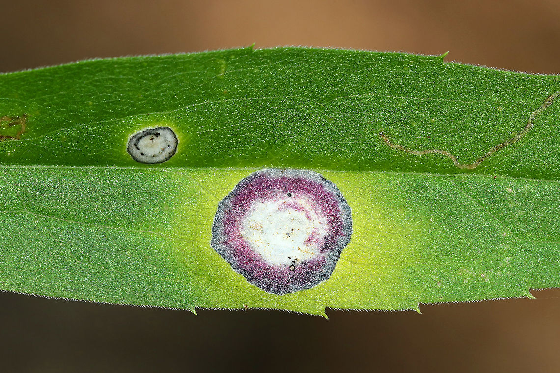 Gall Midge - Asteromyia carbonifera Females lay eggs on the underside of goldenrod leaves (Solidago sp.). The development from egg to adult takes 4-5 weeks, and there are several generations per year.<br />
<br />
The galls are flat and circular. They contain a symbiotic fungus, Botryosphaeria dothidea, which the larvae does not eat. The fungus confers some protection against parasitoid wasps. The females carry spores of the fungus.<br />
<br />
Habitat: On goldenrod that was growing beside a stream<br />
<figure class="photo"><a href="https://www.jungledragon.com/image/86999/gall_midge_-_asteromyia_carbonifera.html" title="Gall Midge - Asteromyia carbonifera"><img src="https://s3.amazonaws.com/media.jungledragon.com/images/3232/86999_thumb.jpg?AWSAccessKeyId=05GMT0V3GWVNE7GGM1R2&Expires=1759968010&Signature=nP1r2I1JGpcrOzu7x58sayy4XiQ%3D" width="200" height="144" alt="Gall Midge - Asteromyia carbonifera Females lay eggs on the underside of goldenrod leaves (Solidago sp.). The development from egg to adult takes 4-5 weeks, and there are several generations per year.<br />
<br />
The galls are flat and circular. They contain a symbiotic fungus, Botryosphaeria dothidea, which the larvae does not eat. The fungus confers some protection against parasitoid wasps. The females carry spores of the fungus.<br />
<br />
Habitat: On goldenrod that was growing beside a stream<br />
https://www.jungledragon.com/image/87000/gall_midge_-_asteromyia_carbonifera.html<br />
https://www.jungledragon.com/image/86998/gall_midge_-_asteromyia_carbonifera.html Asteromyia carbonifera,Geotagged,Summer,United States" /></a></figure><br />
<figure class="photo"><a href="https://www.jungledragon.com/image/87000/gall_midge_-_asteromyia_carbonifera.html" title="Gall Midge - Asteromyia carbonifera"><img src="https://s3.amazonaws.com/media.jungledragon.com/images/3232/87000_thumb.jpg?AWSAccessKeyId=05GMT0V3GWVNE7GGM1R2&Expires=1759968010&Signature=nrax8gaH3V5zPFmic8Msk8NpaaM%3D" width="130" height="152" alt="Gall Midge - Asteromyia carbonifera Females lay eggs on the underside of goldenrod leaves (Solidago sp.). The development from egg to adult takes 4-5 weeks, and there are several generations per year.<br />
<br />
The galls are flat and circular. They contain a symbiotic fungus, Botryosphaeria dothidea, which the larvae does not eat. The fungus confers some protection against parasitoid wasps. The females carry spores of the fungus.<br />
<br />
Habitat: On goldenrod that was growing beside a stream<br />
https://www.jungledragon.com/image/86998/gall_midge_-_asteromyia_carbonifera.html<br />
https://www.jungledragon.com/image/86999/gall_midge_-_asteromyia_carbonifera.html Asteromyia carbonifera,Geotagged,Summer,United States" /></a></figure> Asteromyia,Asteromyia carbonifera,Botryosphaeria dothidea,Geotagged,Summer,United States,blister gall,gall,midge,midge gall