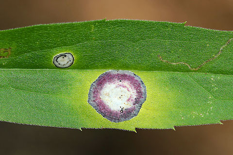 Gall Midge - Asteromyia carbonifera Females lay eggs on the underside of goldenrod leaves (Solidago sp.). The development from egg to adult takes 4-5 weeks, and there are several generations per year.

The galls are flat and circular. They contain a symbiotic fungus, Botryosphaeria dothidea, which the larvae does not eat. The fungus confers some protection against parasitoid wasps. The females carry spores of the fungus.

Habitat: On goldenrod that was growing beside a stream
https://www.jungledragon.com/image/86999/gall_midge_-_asteromyia_carbonifera.html
https://www.jungledragon.com/image/87000/gall_midge_-_asteromyia_carbonifera.html Asteromyia,Asteromyia carbonifera,Botryosphaeria dothidea,Geotagged,Summer,United States,blister gall,gall,midge,midge gall