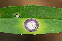 Gall Midge - Asteromyia carbonifera Females lay eggs on the underside of goldenrod leaves (Solidago sp.). The development from egg to adult takes 4-5 weeks, and there are several generations per year.<br />
<br />
The galls are flat and circular. They contain a symbiotic fungus, Botryosphaeria dothidea, which the larvae does not eat. The fungus confers some protection against parasitoid wasps. The females carry spores of the fungus.<br />
<br />
Habitat: On goldenrod that was growing beside a stream<br />
https://www.jungledragon.com/image/86999/gall_midge_-_asteromyia_carbonifera.html<br />
https://www.jungledragon.com/image/87000/gall_midge_-_asteromyia_carbonifera.html Asteromyia,Asteromyia carbonifera,Botryosphaeria dothidea,Geotagged,Summer,United States,blister gall,gall,midge,midge gall