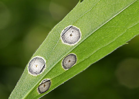 Gall Midge - Asteromyia carbonifera Females lay eggs on the underside of goldenrod leaves (Solidago sp.). The development from egg to adult takes 4-5 weeks, and there are several generations per year.

The galls are flat and circular. They contain a symbiotic fungus, Botryosphaeria dothidea, which the larvae does not eat. The fungus confers some protection against parasitoid wasps. The females carry spores of the fungus.

Habitat: On goldenrod that was growing beside a stream
https://www.jungledragon.com/image/87000/gall_midge_-_asteromyia_carbonifera.html
https://www.jungledragon.com/image/86998/gall_midge_-_asteromyia_carbonifera.html Asteromyia carbonifera,Geotagged,Summer,United States