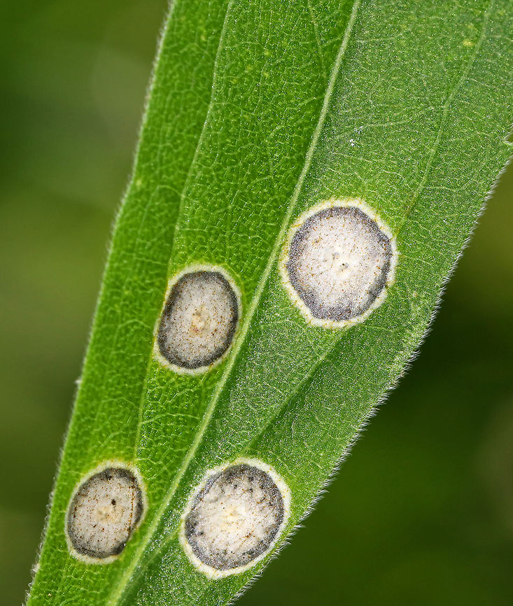Gall Midge - Asteromyia carbonifera Females lay eggs on the underside of goldenrod leaves (Solidago sp.). The development from egg to adult takes 4-5 weeks, and there are several generations per year.<br />
<br />
The galls are flat and circular. They contain a symbiotic fungus, Botryosphaeria dothidea, which the larvae does not eat. The fungus confers some protection against parasitoid wasps. The females carry spores of the fungus.<br />
<br />
Habitat: On goldenrod that was growing beside a stream<br />
<figure class="photo"><a href="https://www.jungledragon.com/image/86998/gall_midge_-_asteromyia_carbonifera.html" title="Gall Midge - Asteromyia carbonifera"><img src="https://s3.amazonaws.com/media.jungledragon.com/images/3232/86998_thumb.jpg?AWSAccessKeyId=05GMT0V3GWVNE7GGM1R2&Expires=1759968010&Signature=bgeRywNV4%2BYQltzAIhcMw0di%2F1c%3D" width="200" height="134" alt="Gall Midge - Asteromyia carbonifera Females lay eggs on the underside of goldenrod leaves (Solidago sp.). The development from egg to adult takes 4-5 weeks, and there are several generations per year.<br />
<br />
The galls are flat and circular. They contain a symbiotic fungus, Botryosphaeria dothidea, which the larvae does not eat. The fungus confers some protection against parasitoid wasps. The females carry spores of the fungus.<br />
<br />
Habitat: On goldenrod that was growing beside a stream<br />
https://www.jungledragon.com/image/86999/gall_midge_-_asteromyia_carbonifera.html<br />
https://www.jungledragon.com/image/87000/gall_midge_-_asteromyia_carbonifera.html Asteromyia,Asteromyia carbonifera,Botryosphaeria dothidea,Geotagged,Summer,United States,blister gall,gall,midge,midge gall" /></a></figure><br />
<figure class="photo"><a href="https://www.jungledragon.com/image/86999/gall_midge_-_asteromyia_carbonifera.html" title="Gall Midge - Asteromyia carbonifera"><img src="https://s3.amazonaws.com/media.jungledragon.com/images/3232/86999_thumb.jpg?AWSAccessKeyId=05GMT0V3GWVNE7GGM1R2&Expires=1759968010&Signature=nP1r2I1JGpcrOzu7x58sayy4XiQ%3D" width="200" height="144" alt="Gall Midge - Asteromyia carbonifera Females lay eggs on the underside of goldenrod leaves (Solidago sp.). The development from egg to adult takes 4-5 weeks, and there are several generations per year.<br />
<br />
The galls are flat and circular. They contain a symbiotic fungus, Botryosphaeria dothidea, which the larvae does not eat. The fungus confers some protection against parasitoid wasps. The females carry spores of the fungus.<br />
<br />
Habitat: On goldenrod that was growing beside a stream<br />
https://www.jungledragon.com/image/87000/gall_midge_-_asteromyia_carbonifera.html<br />
https://www.jungledragon.com/image/86998/gall_midge_-_asteromyia_carbonifera.html Asteromyia carbonifera,Geotagged,Summer,United States" /></a></figure> Asteromyia carbonifera,Geotagged,Summer,United States