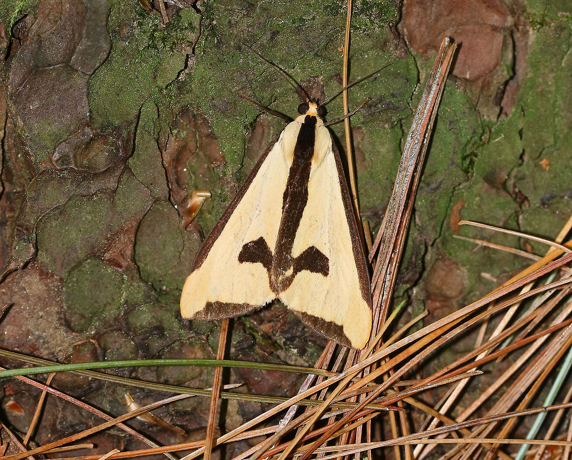 Clymene Moth - Haploa clymene The forewings are creamy-yellow with a partial black border that extends inward. The hindwings are yellow-orange with 1-2 black spots.<br />
<br />
Habitat: Coniferous forest Clymene Moth,Geotagged,Haploa clymene,Summer,United States,haploa,moth