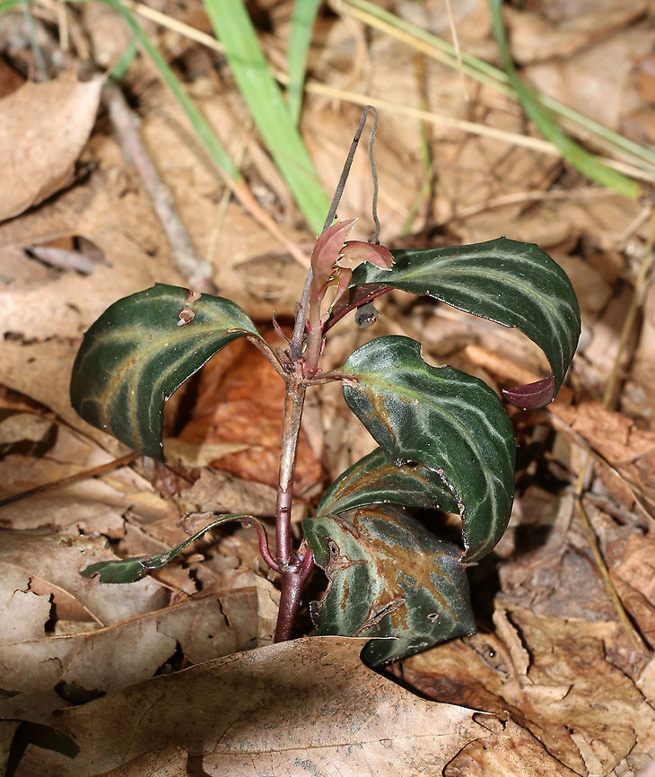 Prince's Pine - Chimaphila maculata This plant is a partial myco-heterotroph, which means that it gets some of its nutrition from fungi in the soil.  <br />
<br />
Habitat: Oak-pine forest Chimaphila maculata,Geotagged,Spotted prince's-pine,Striped Wintergreen,Summer,United States,pipsissewa,prince's pine,wintergreen
