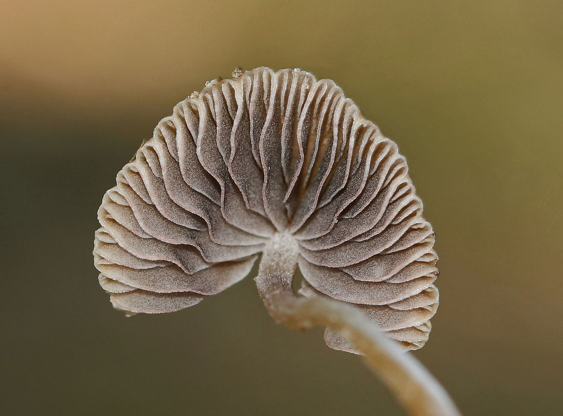 Mushroom - Family Psathyrellaceae Ugh, why is this the only shot I took of this mushroom?!<br />
<br />
Habitat: Oak-pine forest Geotagged,Psathyrellaceae,Summer,United States,fungus,mushroom