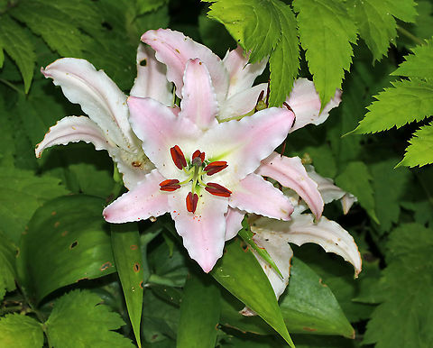 Lily - Lilium sp. Maybe Lilium orientalis? I find lily taxonomy confusing with all the hybrids and am not sure what species this would be.

Habitat: Rural garden Geotagged,Lilium,Summer,United States,lily