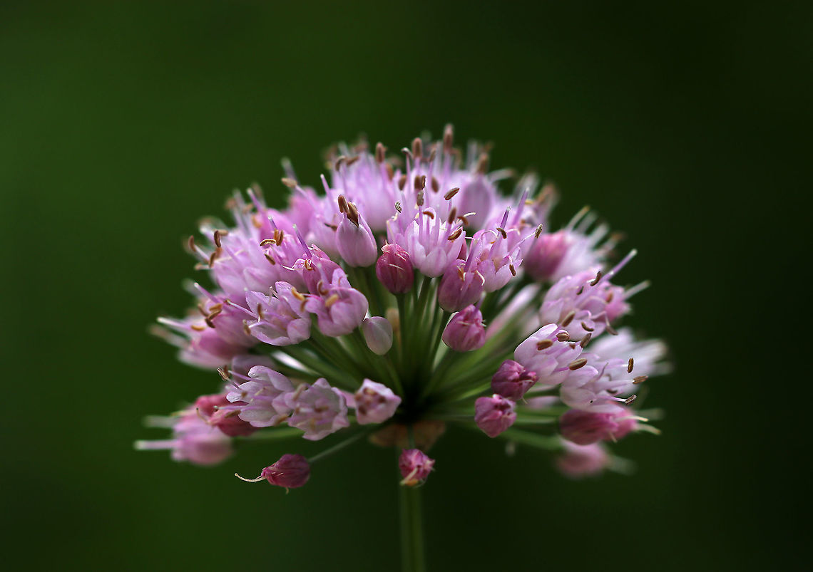 Wild Chives - Allium  schoenoprasum Clusters of purple, globular flowers subtended by papery bracts atop tall, thin stems. Thin, green leaves that look like blades of grass. <br />
<br />
This plant easily escapes gardens.<br />
<br />
Habitat: Rural garden<br />
<figure class="photo"><a href="https://www.jungledragon.com/image/87033/wild_chives_-_allium_schoenoprasum.html" title="Wild Chives - Allium schoenoprasum"><img src="https://s3.amazonaws.com/media.jungledragon.com/images/3232/87033_thumb.jpg?AWSAccessKeyId=05GMT0V3GWVNE7GGM1R2&Expires=1759968010&Signature=JZ%2FW6AM%2BQboBqdJ6hXVQ0Ao4XGg%3D" width="200" height="152" alt="Wild Chives - Allium schoenoprasum Clusters of purple, globular flowers subtended by papery bracts atop tall, thin stems. Thin, green leaves that look like blades of grass.<br />
<br />
This plant easily escapes gardens.<br />
<br />
Habitat: Rural garden<br />
https://www.jungledragon.com/image/87032/wild_chives_-_allium_schoenoprasum.html Allium schoenoprasum,Chives,Geotagged,Summer,United States" /></a></figure> Allium schoenoprasum,Chives,Geotagged,Summer,United States,allium,wild chives