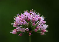 Wild Chives - Allium  schoenoprasum Clusters of purple, globular flowers subtended by papery bracts atop tall, thin stems. Thin, green leaves that look like blades of grass. <br />
<br />
This plant easily escapes gardens.<br />
<br />
Habitat: Rural garden<br />
https://www.jungledragon.com/image/87033/wild_chives_-_allium_schoenoprasum.html Allium schoenoprasum,Chives,Geotagged,Summer,United States,allium,wild chives
