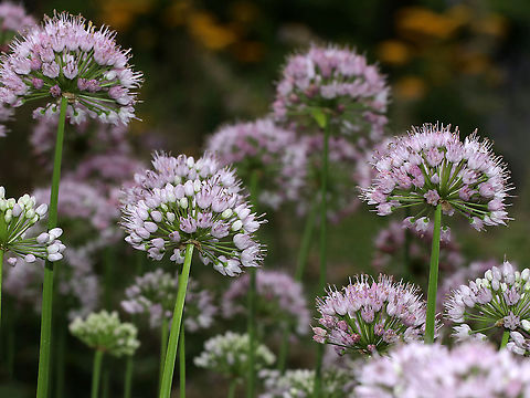Wild Chives - Allium schoenoprasum Clusters of purple, globular flowers subtended by papery bracts atop tall, thin stems. Thin, green leaves that look like blades of grass.

This plant easily escapes gardens.

Habitat: Rural garden
https://www.jungledragon.com/image/87032/wild_chives_-_allium_schoenoprasum.html Allium schoenoprasum,Chives,Geotagged,Summer,United States