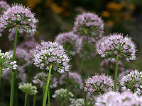 Wild Chives - Allium schoenoprasum Clusters of purple, globular flowers subtended by papery bracts atop tall, thin stems. Thin, green leaves that look like blades of grass.<br />
<br />
This plant easily escapes gardens.<br />
<br />
Habitat: Rural garden<br />
https://www.jungledragon.com/image/87032/wild_chives_-_allium_schoenoprasum.html Allium schoenoprasum,Chives,Geotagged,Summer,United States