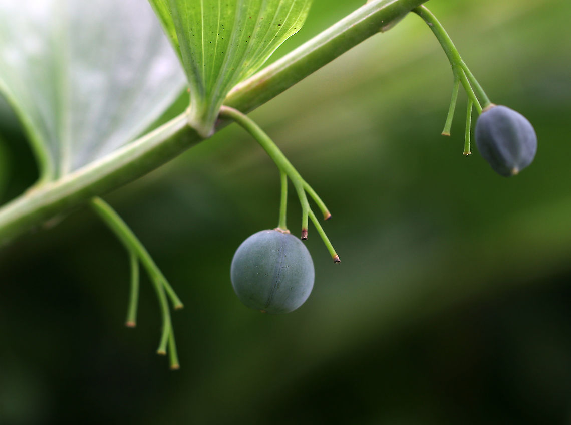 Solomon's Seal - Polygonatum biflorum White, tubular flowers grow beneath the leaf axils. Each flower becomes a dark blue fruit in late summer. The berries are not edible, but the rhizome is. These plants grow very slowly and should be harvested  sparingly and with care because taking the root will kill the plant. The early spring shoots are also edible.<br />
<br />
<br />
Habitat: Near a forest's edge<br />
<figure class="photo"><a href="https://www.jungledragon.com/image/87035/solomons_seal_-_polygonatum_biflorum.html" title="Solomon's Seal - Polygonatum biflorum"><img src="https://s3.amazonaws.com/media.jungledragon.com/images/3232/87035_thumb.jpg?AWSAccessKeyId=05GMT0V3GWVNE7GGM1R2&Expires=1769040010&Signature=VRMKEPp6jt1Fo2hnPzG8meVVUH8%3D" width="200" height="160" alt="Solomon's Seal - Polygonatum biflorum White, tubular flowers grow beneath the leaf axils. Each flower becomes a dark blue fruit in late summer. The berries are not edible, but the rhizome is. These plants grow very slowly and should be harvested sparingly and with care because taking the root will kill the plant. The early spring shoots are also edible.<br />
<br />
Habitat: Near a forest's edge<br />
https://www.jungledragon.com/image/87034/solomons_seal_-_polygonatum_biflorum.html Geotagged,Polygonatum biflorum,Smooth Solomon's seal,Summer,United States" /></a></figure> Geotagged,Polygonatum,Polygonatum biflorum,Smooth Solomon's seal,Summer,United States