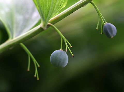 Solomon's Seal - Polygonatum biflorum White, tubular flowers grow beneath the leaf axils. Each flower becomes a dark blue fruit in late summer. The berries are not edible, but the rhizome is. These plants grow very slowly and should be harvested  sparingly and with care because taking the root will kill the plant. The early spring shoots are also edible.


Habitat: Near a forest's edge
https://www.jungledragon.com/image/87035/solomons_seal_-_polygonatum_biflorum.html Geotagged,Polygonatum,Polygonatum biflorum,Smooth Solomon's seal,Summer,United States