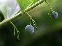 Solomon's Seal - Polygonatum biflorum White, tubular flowers grow beneath the leaf axils. Each flower becomes a dark blue fruit in late summer. The berries are not edible, but the rhizome is. These plants grow very slowly and should be harvested sparingly and with care because taking the root will kill the plant. The early spring shoots are also edible.<br />
<br />
<br />
Habitat: Near a forest's edge<br />
https://www.jungledragon.com/image/87035/solomons_seal_-_polygonatum_biflorum.html Geotagged,Polygonatum,Polygonatum biflorum,Smooth Solomon's seal,Summer,United States