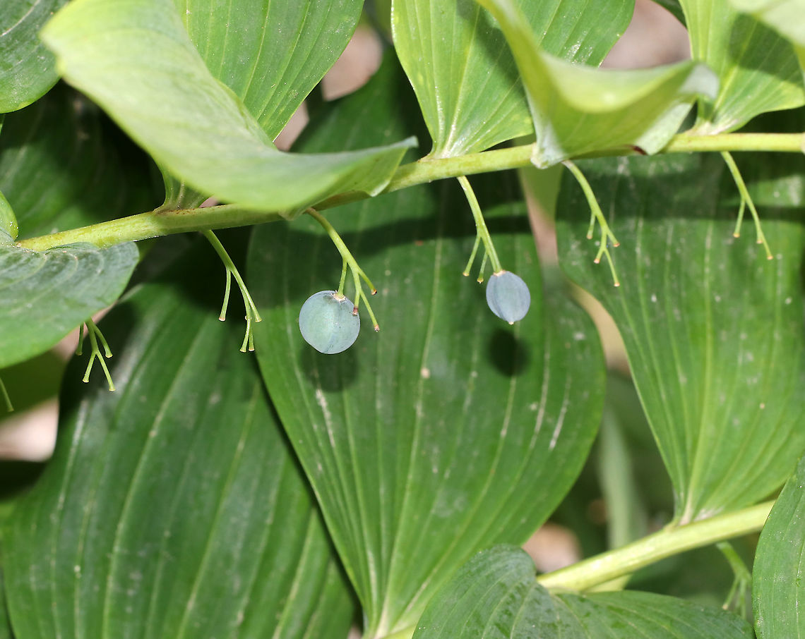 Solomon's Seal - Polygonatum biflorum White, tubular flowers grow beneath the leaf axils. Each flower becomes a dark blue fruit in late summer. The berries are not edible, but the rhizome is. These plants grow very slowly and should be harvested sparingly and with care because taking the root will kill the plant. The early spring shoots are also edible.<br />
<br />
Habitat: Near a forest's edge<br />
<figure class="photo"><a href="https://www.jungledragon.com/image/87034/solomons_seal_-_polygonatum_biflorum.html" title="Solomon's Seal - Polygonatum biflorum"><img src="https://s3.amazonaws.com/media.jungledragon.com/images/3232/87034_thumb.jpg?AWSAccessKeyId=05GMT0V3GWVNE7GGM1R2&Expires=1769040010&Signature=PHu4ehuLb20BBnQSRSyzBwJoqxQ%3D" width="200" height="150" alt="Solomon's Seal - Polygonatum biflorum White, tubular flowers grow beneath the leaf axils. Each flower becomes a dark blue fruit in late summer. The berries are not edible, but the rhizome is. These plants grow very slowly and should be harvested  sparingly and with care because taking the root will kill the plant. The early spring shoots are also edible.<br />
<br />
<br />
Habitat: Near a forest's edge<br />
https://www.jungledragon.com/image/87035/solomons_seal_-_polygonatum_biflorum.html Geotagged,Polygonatum,Polygonatum biflorum,Smooth Solomon's seal,Summer,United States" /></a></figure> Geotagged,Polygonatum biflorum,Smooth Solomon's seal,Summer,United States