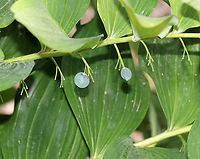 Solomon's Seal - Polygonatum biflorum White, tubular flowers grow beneath the leaf axils. Each flower becomes a dark blue fruit in late summer. The berries are not edible, but the rhizome is. These plants grow very slowly and should be harvested sparingly and with care because taking the root will kill the plant. The early spring shoots are also edible.<br />
<br />
Habitat: Near a forest's edge<br />
https://www.jungledragon.com/image/87034/solomons_seal_-_polygonatum_biflorum.html Geotagged,Polygonatum biflorum,Smooth Solomon's seal,Summer,United States