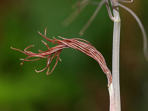 Sweet Fennel - Foeniculum vulgare A commonly cultivated herb. The entire plant is edible. It is native to the Mediterranean, but is cultivated worldwide and can be invasive in some parts of the United States.  It's best planted by itself because it can cross pollinate with some other plants, which creates odd and often gross combinations.  

Fennel is often used for digestive problems. It&rsquo;s also used as a flea repellent as the saying &ldquo;plant fennel by the kennel" implies.

Habitat: Rural garden
https://www.jungledragon.com/image/87056/sweet_fennel_-_foeniculum_vulgare.html
https://www.jungledragon.com/image/87057/sweet_fennel_-_foeniculum_vulgare.html
https://www.jungledragon.com/image/87058/sweet_fennel_-_foeniculum_vulgare.html Fennel,Foeniculum,Foeniculum vulgare,Geotagged,Summer,United States,bronze fennel,sweet fennel