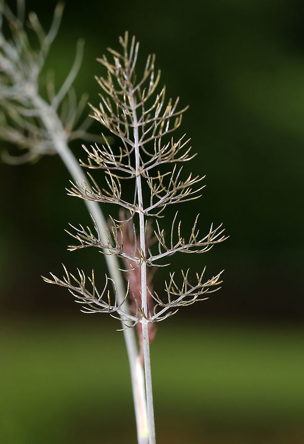 Sweet Fennel - Foeniculum vulgare A commonly cultivated herb. The entire plant is edible. It is native to the Mediterranean, but is cultivated worldwide and can be invasive in some parts of the United States. It's best planted by itself because it can cross pollinate with some other plants, which creates odd and often gross combinations.<br />
<br />
Fennel is often used for digestive problems. It&rsquo;s also used as a flea repellent as the saying &ldquo;plant fennel by the kennel" implies.<br />
<br />
Habitat: Rural garden<br />
<figure class="photo"><a href="https://www.jungledragon.com/image/87058/sweet_fennel_-_foeniculum_vulgare.html" title="Sweet Fennel - Foeniculum vulgare"><img src="https://s3.amazonaws.com/media.jungledragon.com/images/3232/87058_thumb.jpg?AWSAccessKeyId=05GMT0V3GWVNE7GGM1R2&Expires=1769040010&Signature=LkeTFSC2S%2BkupdhPbDnpXWjKRl0%3D" width="102" height="152" alt="Sweet Fennel - Foeniculum vulgare A commonly cultivated herb. The entire plant is edible. It is native to the Mediterranean, but is cultivated worldwide and can be invasive in some parts of the United States. It's best planted by itself because it can cross pollinate with some other plants, which creates odd and often gross combinations.<br />
<br />
Fennel is often used for digestive problems. It&rsquo;s also used as a flea repellent as the saying &ldquo;plant fennel by the kennel" implies.<br />
<br />
Habitat: Rural garden<br />
https://www.jungledragon.com/image/87057/sweet_fennel_-_foeniculum_vulgare.html<br />
https://www.jungledragon.com/image/87056/sweet_fennel_-_foeniculum_vulgare.html<br />
https://www.jungledragon.com/image/87055/sweet_fennel_-_foeniculum_vulgare.html<br />
 Fennel,Foeniculum vulgare,Geotagged,Summer,United States" /></a></figure><br />
<figure class="photo"><a href="https://www.jungledragon.com/image/87057/sweet_fennel_-_foeniculum_vulgare.html" title="Sweet Fennel - Foeniculum vulgare"><img src="https://s3.amazonaws.com/media.jungledragon.com/images/3232/87057_thumb.jpg?AWSAccessKeyId=05GMT0V3GWVNE7GGM1R2&Expires=1769040010&Signature=VIxwzBzjGU34U8cd0UiV03SN14E%3D" width="200" height="148" alt="Sweet Fennel - Foeniculum vulgare A commonly cultivated herb. The entire plant is edible. It is native to the Mediterranean, but is cultivated worldwide and can be invasive in some parts of the United States. It's best planted by itself because it can cross pollinate with some other plants, which creates odd and often gross combinations.<br />
<br />
Fennel is often used for digestive problems. It&rsquo;s also used as a flea repellent as the saying &ldquo;plant fennel by the kennel" implies.<br />
<br />
Habitat: Rural garden<br />
https://www.jungledragon.com/image/87058/sweet_fennel_-_foeniculum_vulgare.html<br />
https://www.jungledragon.com/image/87056/sweet_fennel_-_foeniculum_vulgare.html<br />
https://www.jungledragon.com/image/87055/sweet_fennel_-_foeniculum_vulgare.html Fennel,Foeniculum vulgare,Geotagged,Summer,United States" /></a></figure><br />
<figure class="photo"><a href="https://www.jungledragon.com/image/87055/sweet_fennel_-_foeniculum_vulgare.html" title="Sweet Fennel - Foeniculum vulgare"><img src="https://s3.amazonaws.com/media.jungledragon.com/images/3232/87055_thumb.jpg?AWSAccessKeyId=05GMT0V3GWVNE7GGM1R2&Expires=1769040010&Signature=G9eMXeL5wpq%2Bzfnb0zm6wOp0q%2FY%3D" width="200" height="150" alt="Sweet Fennel - Foeniculum vulgare A commonly cultivated herb. The entire plant is edible. It is native to the Mediterranean, but is cultivated worldwide and can be invasive in some parts of the United States.  It's best planted by itself because it can cross pollinate with some other plants, which creates odd and often gross combinations.  <br />
<br />
Fennel is often used for digestive problems. It&rsquo;s also used as a flea repellent as the saying &ldquo;plant fennel by the kennel" implies.<br />
<br />
Habitat: Rural garden<br />
https://www.jungledragon.com/image/87056/sweet_fennel_-_foeniculum_vulgare.html<br />
https://www.jungledragon.com/image/87057/sweet_fennel_-_foeniculum_vulgare.html<br />
https://www.jungledragon.com/image/87058/sweet_fennel_-_foeniculum_vulgare.html Fennel,Foeniculum,Foeniculum vulgare,Geotagged,Summer,United States,bronze fennel,sweet fennel" /></a></figure> Fennel,Foeniculum vulgare,Geotagged,Summer,United States
