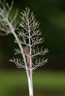 Sweet Fennel - Foeniculum vulgare A commonly cultivated herb. The entire plant is edible. It is native to the Mediterranean, but is cultivated worldwide and can be invasive in some parts of the United States. It's best planted by itself because it can cross pollinate with some other plants, which creates odd and often gross combinations.

Fennel is often used for digestive problems. It&rsquo;s also used as a flea repellent as the saying &ldquo;plant fennel by the kennel" implies.

Habitat: Rural garden
https://www.jungledragon.com/image/87058/sweet_fennel_-_foeniculum_vulgare.html
https://www.jungledragon.com/image/87057/sweet_fennel_-_foeniculum_vulgare.html
https://www.jungledragon.com/image/87055/sweet_fennel_-_foeniculum_vulgare.html Fennel,Foeniculum vulgare,Geotagged,Summer,United States