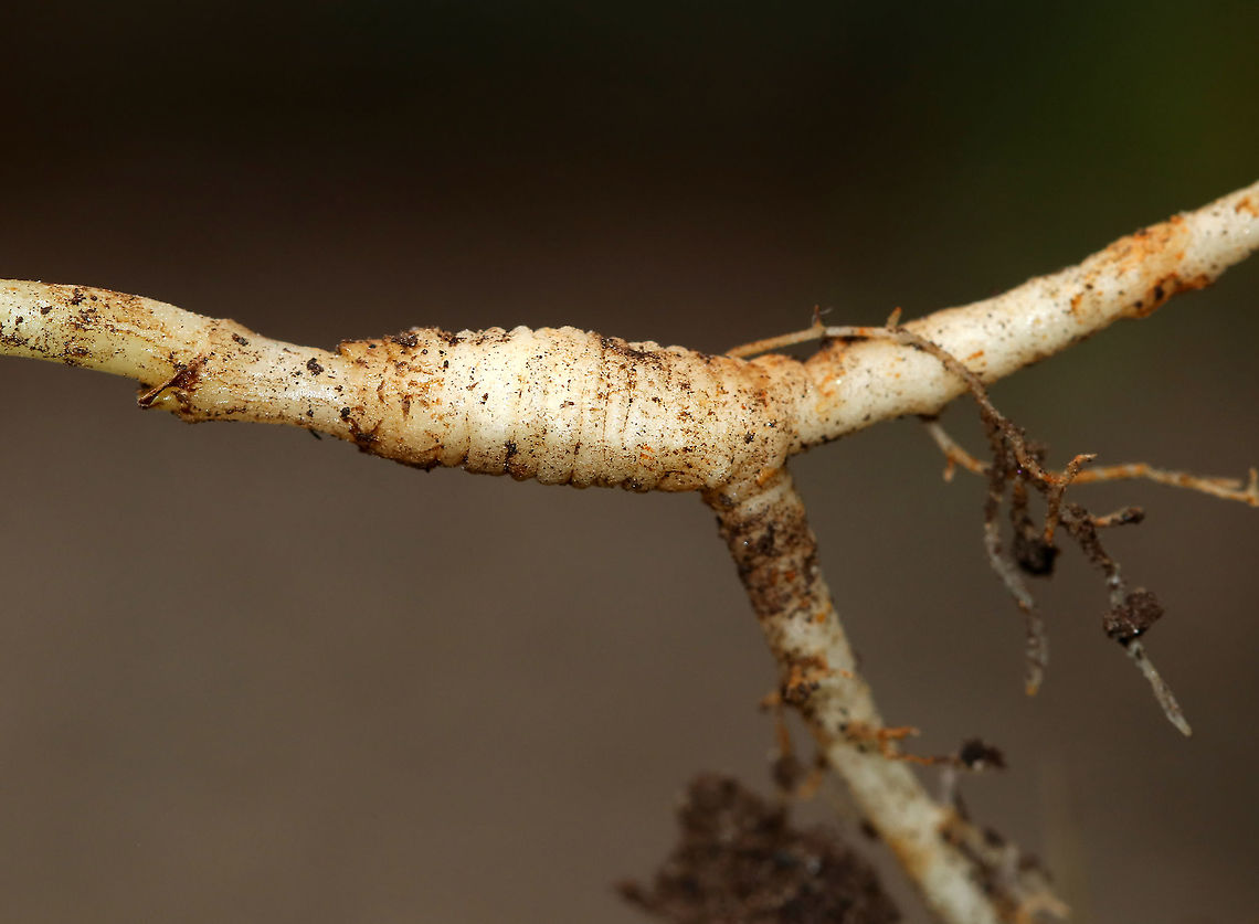 Sweet Fennel - Foeniculum vulgare A commonly cultivated herb. The entire plant is edible. It is native to the Mediterranean, but is cultivated worldwide and can be invasive in some parts of the United States. It's best planted by itself because it can cross pollinate with some other plants, which creates odd and often gross combinations.<br />
<br />
Fennel is often used for digestive problems. It&rsquo;s also used as a flea repellent as the saying &ldquo;plant fennel by the kennel" implies.<br />
<br />
Habitat: Rural garden<br />
<figure class="photo"><a href="https://www.jungledragon.com/image/87058/sweet_fennel_-_foeniculum_vulgare.html" title="Sweet Fennel - Foeniculum vulgare"><img src="https://s3.amazonaws.com/media.jungledragon.com/images/3232/87058_thumb.jpg?AWSAccessKeyId=05GMT0V3GWVNE7GGM1R2&Expires=1769040010&Signature=LkeTFSC2S%2BkupdhPbDnpXWjKRl0%3D" width="102" height="152" alt="Sweet Fennel - Foeniculum vulgare A commonly cultivated herb. The entire plant is edible. It is native to the Mediterranean, but is cultivated worldwide and can be invasive in some parts of the United States. It's best planted by itself because it can cross pollinate with some other plants, which creates odd and often gross combinations.<br />
<br />
Fennel is often used for digestive problems. It&rsquo;s also used as a flea repellent as the saying &ldquo;plant fennel by the kennel" implies.<br />
<br />
Habitat: Rural garden<br />
https://www.jungledragon.com/image/87057/sweet_fennel_-_foeniculum_vulgare.html<br />
https://www.jungledragon.com/image/87056/sweet_fennel_-_foeniculum_vulgare.html<br />
https://www.jungledragon.com/image/87055/sweet_fennel_-_foeniculum_vulgare.html<br />
 Fennel,Foeniculum vulgare,Geotagged,Summer,United States" /></a></figure><br />
<figure class="photo"><a href="https://www.jungledragon.com/image/87056/sweet_fennel_-_foeniculum_vulgare.html" title="Sweet Fennel - Foeniculum vulgare"><img src="https://s3.amazonaws.com/media.jungledragon.com/images/3232/87056_thumb.jpg?AWSAccessKeyId=05GMT0V3GWVNE7GGM1R2&Expires=1769040010&Signature=caZMkhDB5mBa%2B1rHOcEA3aQpc14%3D" width="104" height="152" alt="Sweet Fennel - Foeniculum vulgare A commonly cultivated herb. The entire plant is edible. It is native to the Mediterranean, but is cultivated worldwide and can be invasive in some parts of the United States. It's best planted by itself because it can cross pollinate with some other plants, which creates odd and often gross combinations.<br />
<br />
Fennel is often used for digestive problems. It&rsquo;s also used as a flea repellent as the saying &ldquo;plant fennel by the kennel" implies.<br />
<br />
Habitat: Rural garden<br />
https://www.jungledragon.com/image/87058/sweet_fennel_-_foeniculum_vulgare.html<br />
https://www.jungledragon.com/image/87057/sweet_fennel_-_foeniculum_vulgare.html<br />
https://www.jungledragon.com/image/87055/sweet_fennel_-_foeniculum_vulgare.html Fennel,Foeniculum vulgare,Geotagged,Summer,United States" /></a></figure><br />
<figure class="photo"><a href="https://www.jungledragon.com/image/87055/sweet_fennel_-_foeniculum_vulgare.html" title="Sweet Fennel - Foeniculum vulgare"><img src="https://s3.amazonaws.com/media.jungledragon.com/images/3232/87055_thumb.jpg?AWSAccessKeyId=05GMT0V3GWVNE7GGM1R2&Expires=1769040010&Signature=G9eMXeL5wpq%2Bzfnb0zm6wOp0q%2FY%3D" width="200" height="150" alt="Sweet Fennel - Foeniculum vulgare A commonly cultivated herb. The entire plant is edible. It is native to the Mediterranean, but is cultivated worldwide and can be invasive in some parts of the United States.  It's best planted by itself because it can cross pollinate with some other plants, which creates odd and often gross combinations.  <br />
<br />
Fennel is often used for digestive problems. It&rsquo;s also used as a flea repellent as the saying &ldquo;plant fennel by the kennel" implies.<br />
<br />
Habitat: Rural garden<br />
https://www.jungledragon.com/image/87056/sweet_fennel_-_foeniculum_vulgare.html<br />
https://www.jungledragon.com/image/87057/sweet_fennel_-_foeniculum_vulgare.html<br />
https://www.jungledragon.com/image/87058/sweet_fennel_-_foeniculum_vulgare.html Fennel,Foeniculum,Foeniculum vulgare,Geotagged,Summer,United States,bronze fennel,sweet fennel" /></a></figure> Fennel,Foeniculum vulgare,Geotagged,Summer,United States
