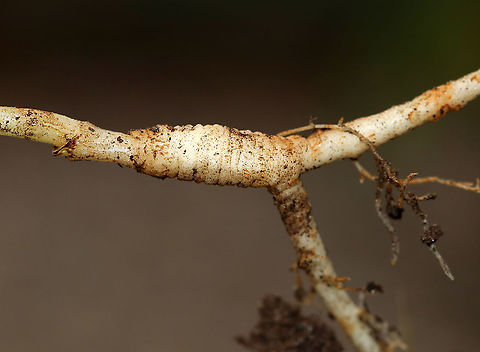 Sweet Fennel - Foeniculum vulgare A commonly cultivated herb. The entire plant is edible. It is native to the Mediterranean, but is cultivated worldwide and can be invasive in some parts of the United States. It's best planted by itself because it can cross pollinate with some other plants, which creates odd and often gross combinations.

Fennel is often used for digestive problems. It&rsquo;s also used as a flea repellent as the saying &ldquo;plant fennel by the kennel" implies.

Habitat: Rural garden
https://www.jungledragon.com/image/87058/sweet_fennel_-_foeniculum_vulgare.html
https://www.jungledragon.com/image/87056/sweet_fennel_-_foeniculum_vulgare.html
https://www.jungledragon.com/image/87055/sweet_fennel_-_foeniculum_vulgare.html Fennel,Foeniculum vulgare,Geotagged,Summer,United States