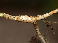 Sweet Fennel - Foeniculum vulgare A commonly cultivated herb. The entire plant is edible. It is native to the Mediterranean, but is cultivated worldwide and can be invasive in some parts of the United States. It's best planted by itself because it can cross pollinate with some other plants, which creates odd and often gross combinations.<br />
<br />
Fennel is often used for digestive problems. It’s also used as a flea repellent as the saying “plant fennel by the kennel" implies.<br />
<br />
Habitat: Rural garden<br />
https://www.jungledragon.com/image/87058/sweet_fennel_-_foeniculum_vulgare.html<br />
https://www.jungledragon.com/image/87056/sweet_fennel_-_foeniculum_vulgare.html<br />
https://www.jungledragon.com/image/87055/sweet_fennel_-_foeniculum_vulgare.html Fennel,Foeniculum vulgare,Geotagged,Summer,United States