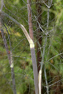 Sweet Fennel - Foeniculum vulgare A commonly cultivated herb. The entire plant is edible. It is native to the Mediterranean, but is cultivated worldwide and can be invasive in some parts of the United States. It's best planted by itself because it can cross pollinate with some other plants, which creates odd and often gross combinations.

Fennel is often used for digestive problems. It&rsquo;s also used as a flea repellent as the saying &ldquo;plant fennel by the kennel" implies.

Habitat: Rural garden
https://www.jungledragon.com/image/87057/sweet_fennel_-_foeniculum_vulgare.html
https://www.jungledragon.com/image/87056/sweet_fennel_-_foeniculum_vulgare.html
https://www.jungledragon.com/image/87055/sweet_fennel_-_foeniculum_vulgare.html
 Fennel,Foeniculum vulgare,Geotagged,Summer,United States