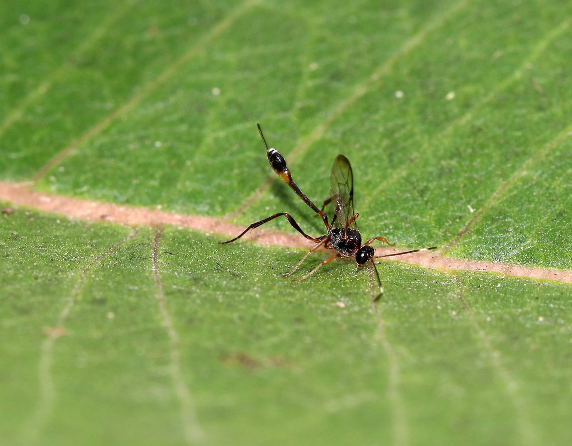 Ichneumon Wasp (Female) - Anomalon picticornis Identified from other species in this genus based on the long, apical spur on the tibia.<br />
<br />
Habitat: Rural garden Anomalon,Anomalon picticornis,Geotagged,Summer,United States,ichneumon,wasp
