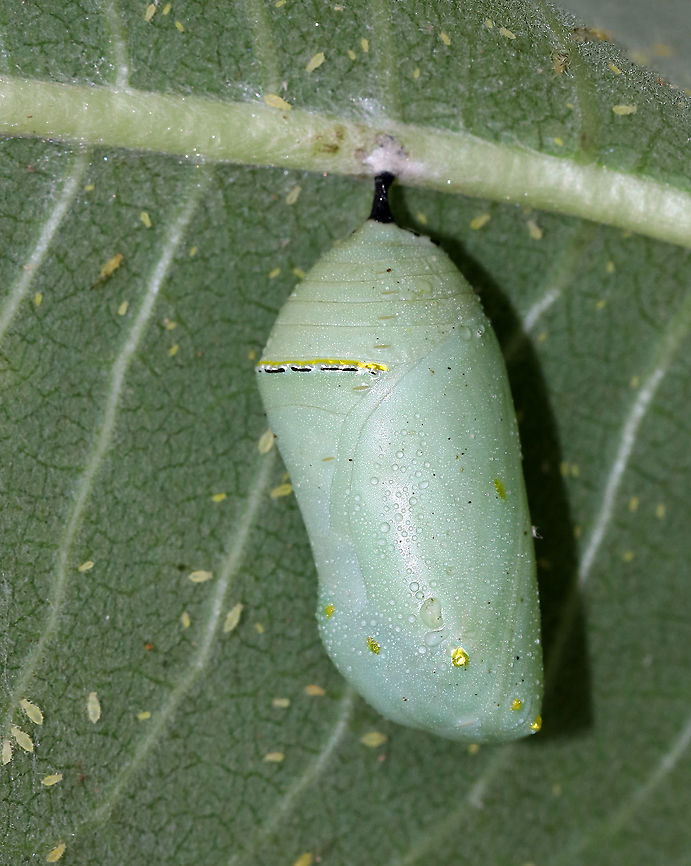 Monarch Butterfly Chrysalis - Danaus plexippus Just before they pupate, monarch caterpillars spin a silk mat from which they hang upside down by their prolegs (the silk comes from a spinneret on their head). The caterpillar then stabs a stem into the silk pad to hang from. This stem extends from its rear, and is called a cremaster. Once they are in the pupal stage, they will begin their final transformation to become an adult butterfly. Just before the monarch butterfly emerges, their wing pattern becomes visible through the pupal covering. This is not because the pupa is transparent; rather, it is because the pigmentation on the wing scales only develops at the very end of the pupal stage. This stage of development lasts 8-15 days under normal conditions. Monarch metamorphosis from egg to adult takes as little as 25 days, However, it is estimated that fewer than 10% of monarch eggs and caterpillars survive because they are so vulnerable to weather, parasites, and disease.<br />
<br />
Habitat: On milkweed in a meadow Danaus,Danaus plexippus,Geotagged,Monarch butterfly,Summer,United States,chrysalis,monarch,monarch chrysalis,monarch pupa,pupa