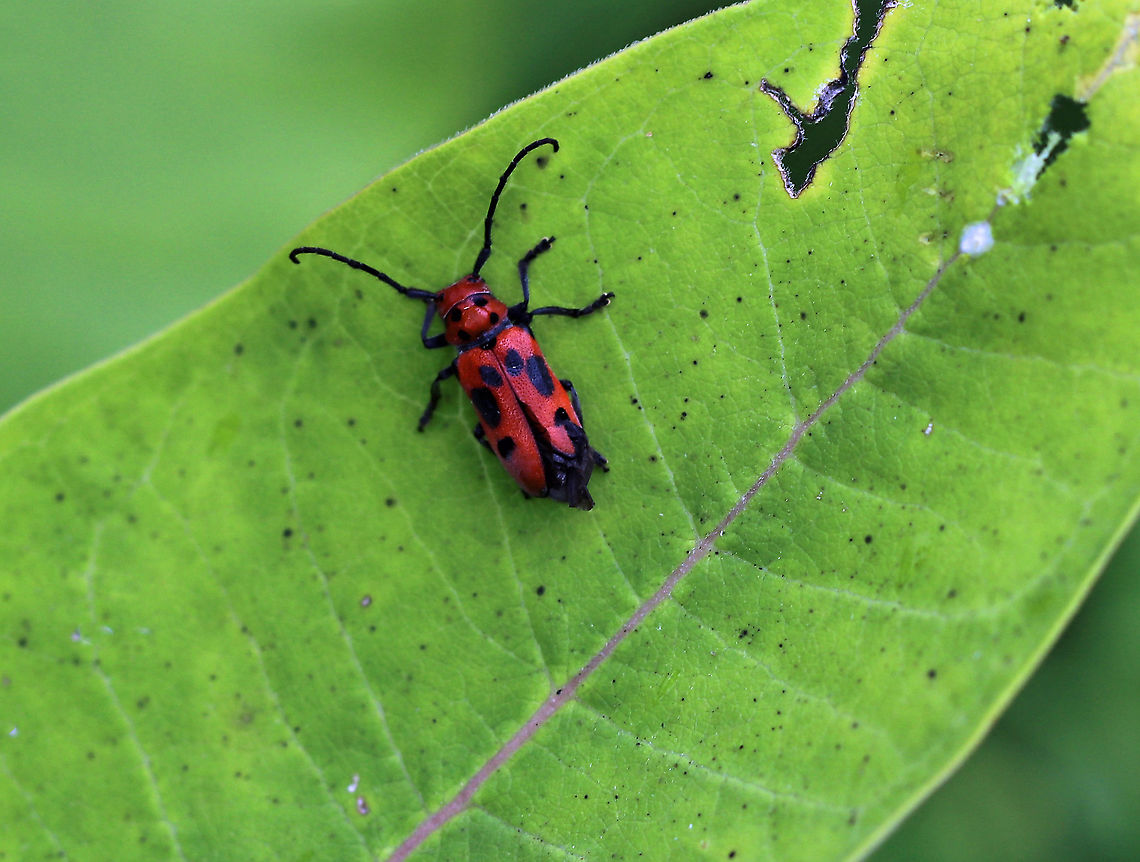 Red Milkweed Beetle - Tetraopes tetrophthalmus Habitat: Milkweed in a meadow Geotagged,Red milkweed beetle,Summer,Tetraopes,Tetraopes tetrophthalmus,United States,beetle,red