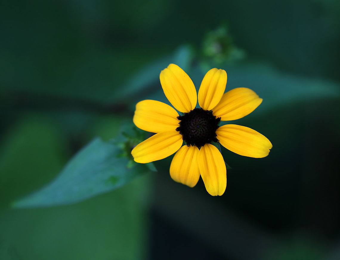 Brown-eyed Susan - Rudbeckia triloba Habitat: Rural, native plant garden Brown-eyed Susan,Geotagged,Rudbeckia,Rudbeckia triloba,Summer,United States,brown-eyed susan