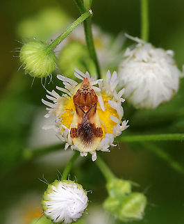 Jagged Ambush Bug - Phymata fasciata Habitat: Rural garden Geotagged,Phymata,Phymata Fasciata,Phymata fasciata,Summer,United States,ambush bug,bug,jagged ambush bug
