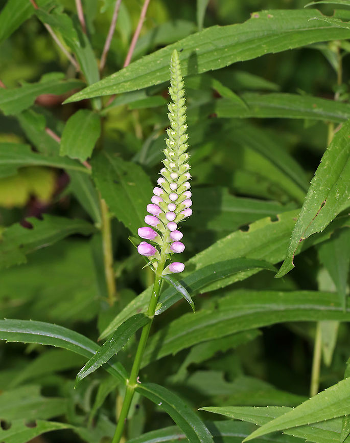 Obedient Plant - Physostegia virginiana It's called 'obedient plant' because you can bend the flowers in any direction and they will stay there.<br />
<br />
Habitat: Forest edge<br />
<figure class="photo"><a href="https://www.jungledragon.com/image/87096/obedient_plant_-_physostegia_virginiana.html" title="Obedient Plant - Physostegia virginiana"><img src="https://s3.amazonaws.com/media.jungledragon.com/images/3232/87096_thumb.jpg?AWSAccessKeyId=05GMT0V3GWVNE7GGM1R2&Expires=1769040010&Signature=FyjqVOAkIZZiEyaZ9zi%2BDUvnux0%3D" width="120" height="152" alt="Obedient Plant - Physostegia virginiana It's called 'obedient plant' because you can bend the flowers in any direction and they will stay there.<br />
<br />
Habitat: Forest edge<br />
https://www.jungledragon.com/image/87095/obedient_plant_-_physostegia_virginiana.html Geotagged,Obedient Plant,Physostegia virginiana,Summer,United States" /></a></figure> Geotagged,Physostegia,Physostegia virginiana,Summer,United States,obedient plant