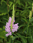 Obedient Plant - Physostegia virginiana It's called 'obedient plant' because you can bend the flowers in any direction and they will stay there.<br />
<br />
Habitat: Forest edge<br />
https://www.jungledragon.com/image/87095/obedient_plant_-_physostegia_virginiana.html Geotagged,Obedient Plant,Physostegia virginiana,Summer,United States