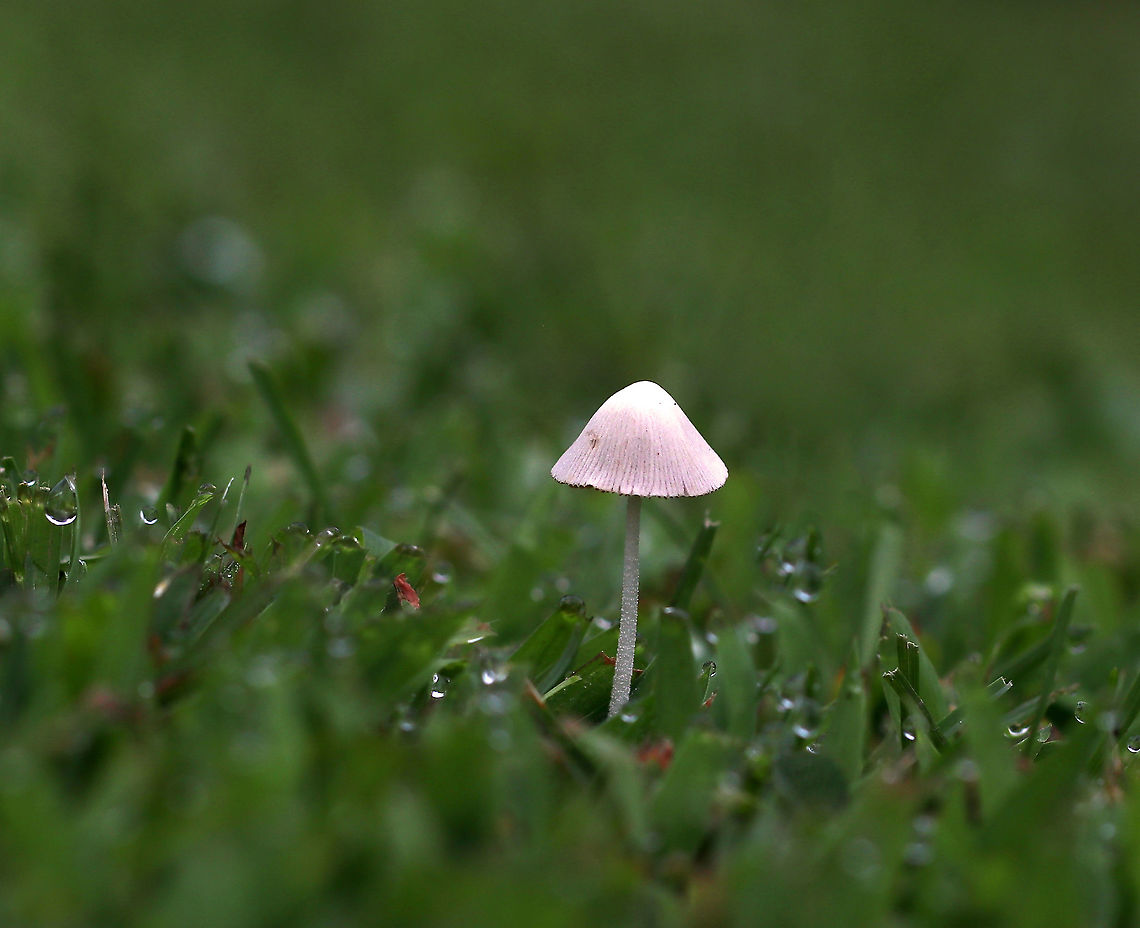 White Dunce Cap - Conocybe apala Cap: Conical; whitish; with lines radiating from center to margin<br />
<br />
Gills: Cinnamon-brown; close<br />
<br />
Stem: White; fuzzy; fragile<br />
<br />
Habitat: Growing in grass beside a pond <br />
<br />
*These mushrooms are usually found in the early morning hours because the heat of the day causes the stem to collapse and the cap to shrivel up.<br />
<figure class="photo"><a href="https://www.jungledragon.com/image/87106/white_dunce_cap_-_conocybe_apala.html" title="White Dunce Cap - Conocybe apala"><img src="https://s3.amazonaws.com/media.jungledragon.com/images/3232/87106_thumb.jpg?AWSAccessKeyId=05GMT0V3GWVNE7GGM1R2&Expires=1767225610&Signature=tT8NSfXXJoGNksDwrfg2WRULBfU%3D" width="110" height="152" alt="White Dunce Cap - Conocybe apala Cap: Conical; whitish; with lines radiating from center to margin<br />
<br />
Gills: Cinnamon-brown; close<br />
<br />
Stem: White; fuzzy; fragile<br />
<br />
Habitat: Growing in grass beside a pond<br />
<br />
*These mushrooms are usually found in the early morning hours because the heat of the day causes the stem to collapse and the cap to shrivel up.<br />
https://www.jungledragon.com/image/87104/white_dunce_cap_-_conocybe_apala.html<br />
https://www.jungledragon.com/image/87105/white_dunce_cap_-_conocybe_apala.html Conocybe apala,Geotagged,Summer,United States,White Dunce Cap" /></a></figure><br />
<figure class="photo"><a href="https://www.jungledragon.com/image/87105/white_dunce_cap_-_conocybe_apala.html" title="White Dunce Cap - Conocybe apala"><img src="https://s3.amazonaws.com/media.jungledragon.com/images/3232/87105_thumb.jpg?AWSAccessKeyId=05GMT0V3GWVNE7GGM1R2&Expires=1767225610&Signature=vOqgLdiYHLaxVzoD6cCJ1tVguz4%3D" width="200" height="134" alt="White Dunce Cap - Conocybe apala Cap: Conical; whitish; with lines radiating from center to margin<br />
<br />
Gills: Cinnamon-brown; close<br />
<br />
Stem: White; fuzzy; fragile<br />
<br />
Habitat: Growing in grass beside a pond<br />
<br />
*These mushrooms are usually found in the early morning hours because the heat of the day causes the stem to collapse and the cap to shrivel up.<br />
https://www.jungledragon.com/image/87104/white_dunce_cap_-_conocybe_apala.html<br />
https://www.jungledragon.com/image/87106/white_dunce_cap_-_conocybe_apala.html Conocybe apala,Geotagged,Summer,United States,White Dunce Cap" /></a></figure> Conocybe apala,Geotagged,Summer,United States,White Dunce Cap,conocybe,fungus,mushroom