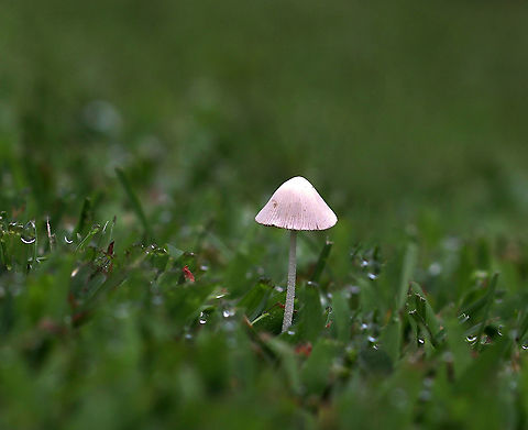 White Dunce Cap - Conocybe apala Cap: Conical; whitish; with lines radiating from center to margin

Gills: Cinnamon-brown; close

Stem: White; fuzzy; fragile

Habitat: Growing in grass beside a pond 

*These mushrooms are usually found in the early morning hours because the heat of the day causes the stem to collapse and the cap to shrivel up.
https://www.jungledragon.com/image/87106/white_dunce_cap_-_conocybe_apala.html
https://www.jungledragon.com/image/87105/white_dunce_cap_-_conocybe_apala.html Conocybe apala,Geotagged,Summer,United States,White Dunce Cap,conocybe,fungus,mushroom