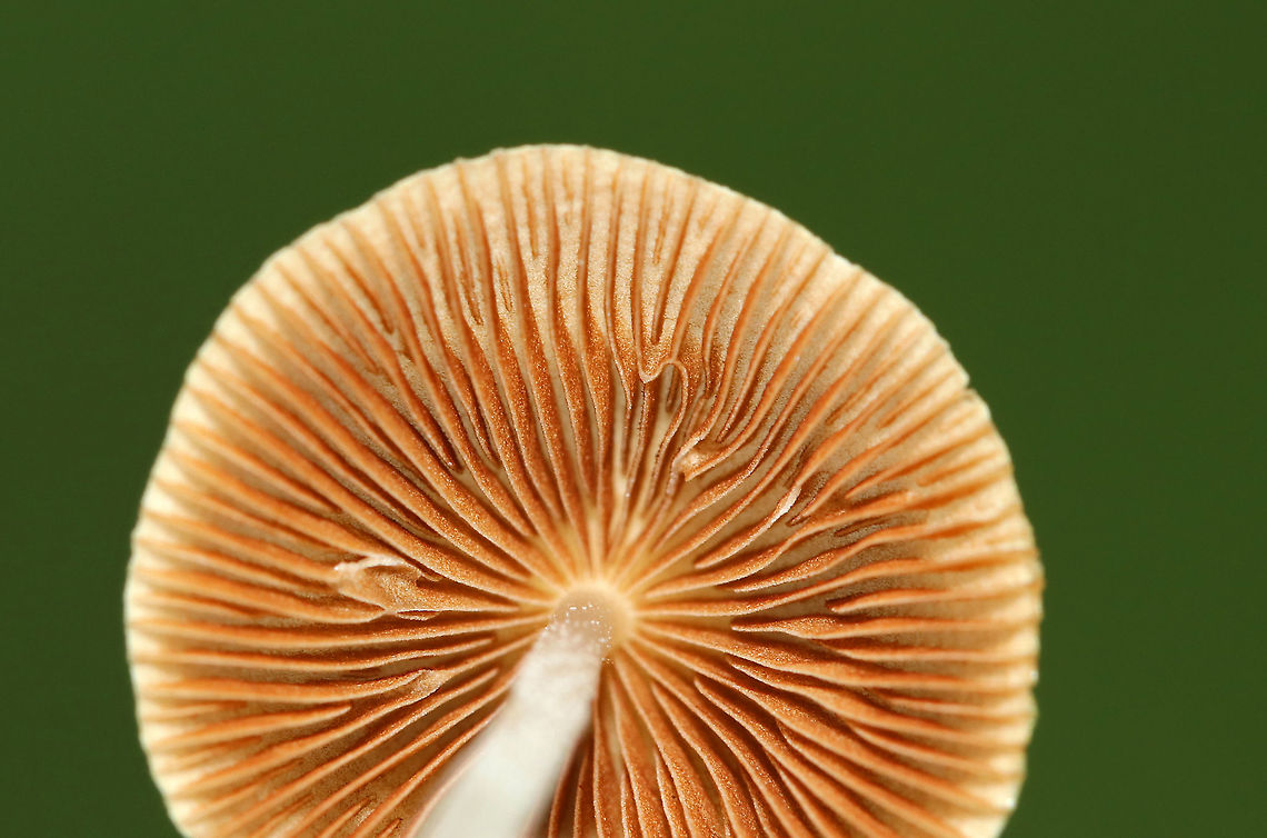White Dunce Cap - Conocybe apala Cap: Conical; whitish; with lines radiating from center to margin<br />
<br />
Gills: Cinnamon-brown; close<br />
<br />
Stem: White; fuzzy; fragile<br />
<br />
Habitat: Growing in grass beside a pond<br />
<br />
*These mushrooms are usually found in the early morning hours because the heat of the day causes the stem to collapse and the cap to shrivel up.<br />
<figure class="photo"><a href="https://www.jungledragon.com/image/87104/white_dunce_cap_-_conocybe_apala.html" title="White Dunce Cap - Conocybe apala"><img src="https://s3.amazonaws.com/media.jungledragon.com/images/3232/87104_thumb.jpg?AWSAccessKeyId=05GMT0V3GWVNE7GGM1R2&Expires=1759968010&Signature=SA5TQxfK0jIJUf6t4fpsMBgdXYY%3D" width="200" height="164" alt="White Dunce Cap - Conocybe apala Cap: Conical; whitish; with lines radiating from center to margin<br />
<br />
Gills: Cinnamon-brown; close<br />
<br />
Stem: White; fuzzy; fragile<br />
<br />
Habitat: Growing in grass beside a pond <br />
<br />
*These mushrooms are usually found in the early morning hours because the heat of the day causes the stem to collapse and the cap to shrivel up.<br />
https://www.jungledragon.com/image/87106/white_dunce_cap_-_conocybe_apala.html<br />
https://www.jungledragon.com/image/87105/white_dunce_cap_-_conocybe_apala.html Conocybe apala,Geotagged,Summer,United States,White Dunce Cap,conocybe,fungus,mushroom" /></a></figure><br />
<figure class="photo"><a href="https://www.jungledragon.com/image/87106/white_dunce_cap_-_conocybe_apala.html" title="White Dunce Cap - Conocybe apala"><img src="https://s3.amazonaws.com/media.jungledragon.com/images/3232/87106_thumb.jpg?AWSAccessKeyId=05GMT0V3GWVNE7GGM1R2&Expires=1759968010&Signature=PhlbpxhF9qC6PR3n3TE0jOZqTFo%3D" width="110" height="152" alt="White Dunce Cap - Conocybe apala Cap: Conical; whitish; with lines radiating from center to margin<br />
<br />
Gills: Cinnamon-brown; close<br />
<br />
Stem: White; fuzzy; fragile<br />
<br />
Habitat: Growing in grass beside a pond<br />
<br />
*These mushrooms are usually found in the early morning hours because the heat of the day causes the stem to collapse and the cap to shrivel up.<br />
https://www.jungledragon.com/image/87104/white_dunce_cap_-_conocybe_apala.html<br />
https://www.jungledragon.com/image/87105/white_dunce_cap_-_conocybe_apala.html Conocybe apala,Geotagged,Summer,United States,White Dunce Cap" /></a></figure> Conocybe apala,Geotagged,Summer,United States,White Dunce Cap