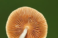 White Dunce Cap - Conocybe apala Cap: Conical; whitish; with lines radiating from center to margin<br />
<br />
Gills: Cinnamon-brown; close<br />
<br />
Stem: White; fuzzy; fragile<br />
<br />
Habitat: Growing in grass beside a pond<br />
<br />
*These mushrooms are usually found in the early morning hours because the heat of the day causes the stem to collapse and the cap to shrivel up.<br />
https://www.jungledragon.com/image/87104/white_dunce_cap_-_conocybe_apala.html<br />
https://www.jungledragon.com/image/87106/white_dunce_cap_-_conocybe_apala.html Conocybe apala,Geotagged,Summer,United States,White Dunce Cap