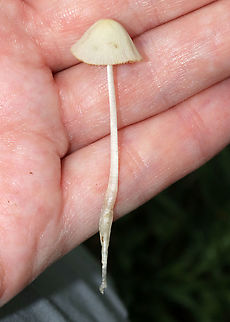 White Dunce Cap - Conocybe apala Cap: Conical; whitish; with lines radiating from center to margin

Gills: Cinnamon-brown; close

Stem: White; fuzzy; fragile

Habitat: Growing in grass beside a pond

*These mushrooms are usually found in the early morning hours because the heat of the day causes the stem to collapse and the cap to shrivel up.
https://www.jungledragon.com/image/87104/white_dunce_cap_-_conocybe_apala.html
https://www.jungledragon.com/image/87105/white_dunce_cap_-_conocybe_apala.html Conocybe apala,Geotagged,Summer,United States,White Dunce Cap